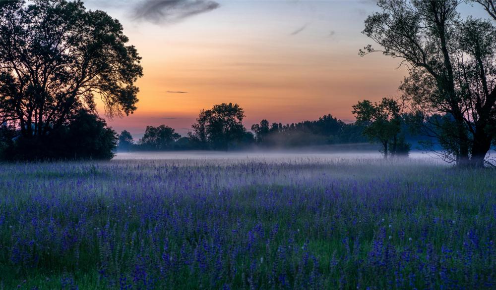 Floral scenery